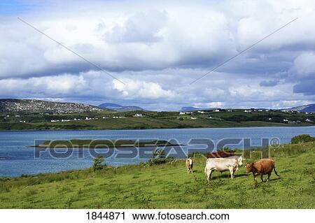 Gweebarra Bay, Maas, County Donegal, Ireland View Large Photo Image Stock Image - Gweebarra Bay, Maas, County Donegal, Ireland. Fotosearch