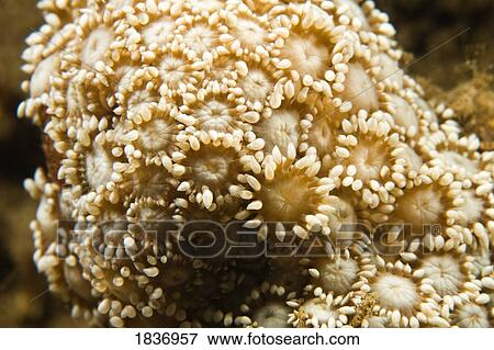 Stock Photo - Hard coral, Dumaguete Pier, Philippines, South East Asia . Fotosearch