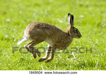 Hare hopping in the grass View Large Photo Image Picture - Hare hopping in the grass. Fotosearch