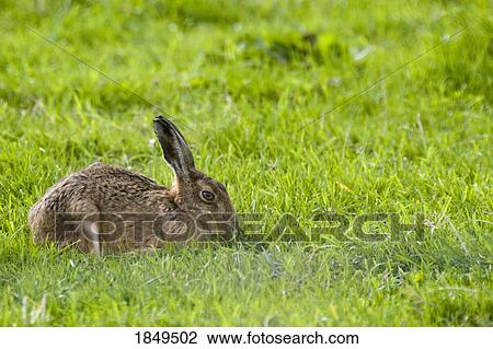 Stock Image - Hare in the grass. Fotosearch