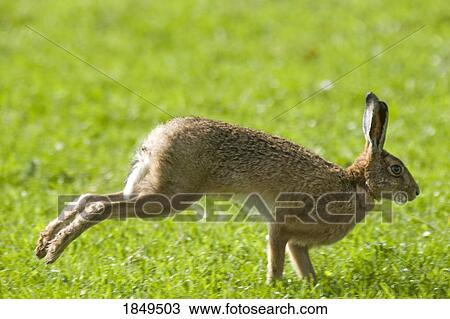 Hare (Lepus); Hare hopping in the grass View Large Photo Image Stock Image - Hare (Lepus); Hare hopping in the grass. Fotosearch