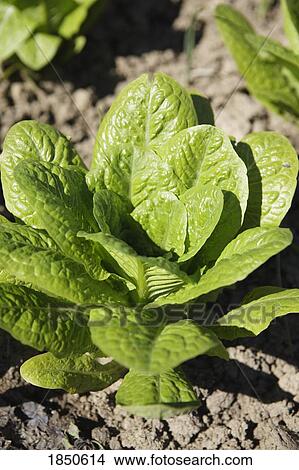Head of lettuce View Large Photo Image Picture - Head of lettuce. Fotosearch