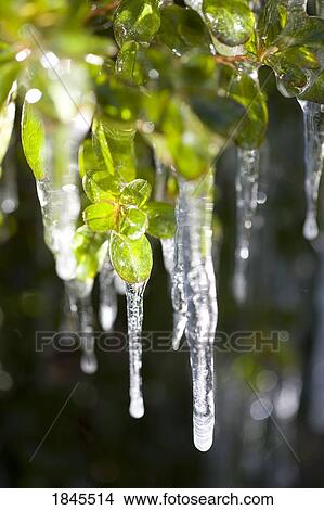 Picture - Ice formed on leaves, Oregon, United States of America. Fotosearch