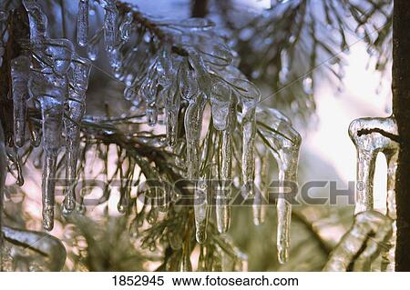 Icicles; Icicles on a tree View Large Photo Image Stock Photography - Icicles; Icicles on a tree. Fotosearch