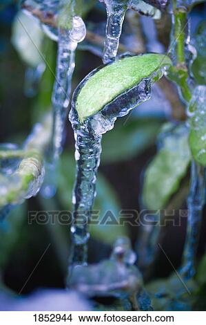 Icicles; Icicles on green plant View Large Photo Image Picture - Icicles; Icicles on green plant. Fotosearch