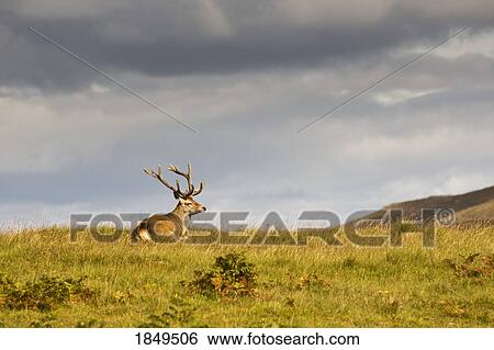 Stock Photograph - Island of Islay, Scotland; Buck resting on a hill. Fotosearch