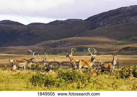 Stock Photography - Island of Islay, Scotland; Male deer roaming the hills. Fotosearch