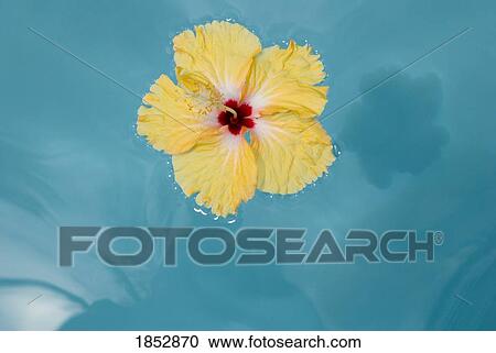 Stock Image - Island of Samui, Thailand; Yellow flower floating on blue water. Fotosearch
