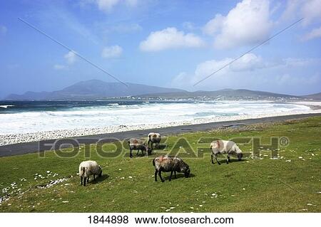 Keel, Achill Island, County Mayo, Ireland View Large Photo Image Stock Photo - Keel, Achill Island, County Mayo, Ireland. Fotosearch