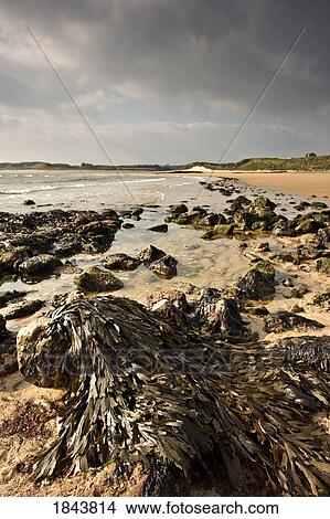 Kelp on the rocks on shore, Northumberland, England View Large Photo Image Picture - Kelp on the rocks on shore, Northumberland, England. Fotosearch