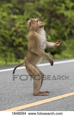 Picture - Khao Yai National Park, Thailand, Asia; Monkey begging. Fotosearch