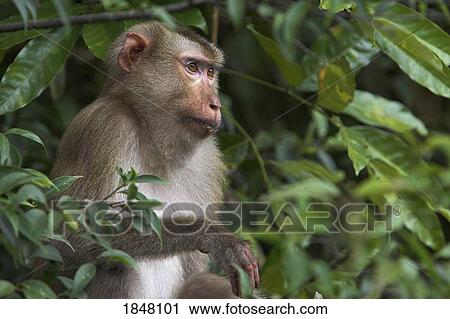 Stock Image - Khao Yai National Park, Thailand, Asia; Monkey in a tree. Fotosearch