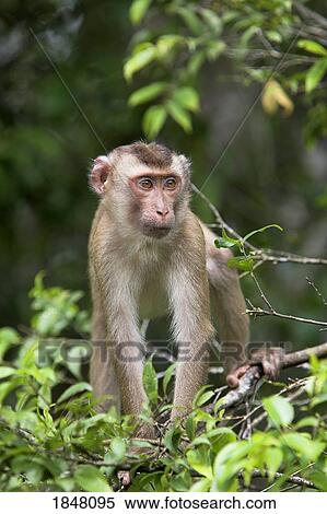 Stock Photography - Khao Yai National Park, Thailand; Monkey in a tree. Fotosearch