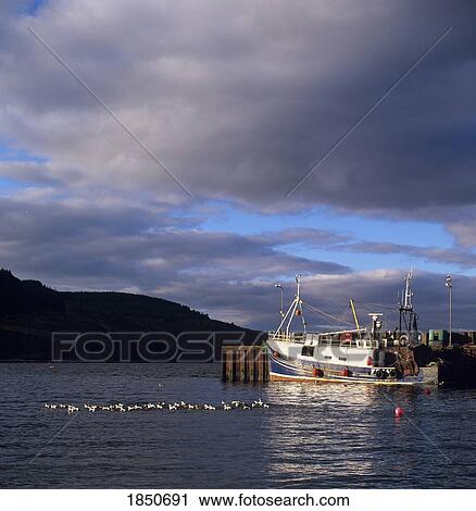 Kintyre, Scotland; Fishing boats in Carradale Harbour View Large Photo Image Stock Image - Kintyre, Scotland; Fishing boats in Carradale Harbour. Fotosearch