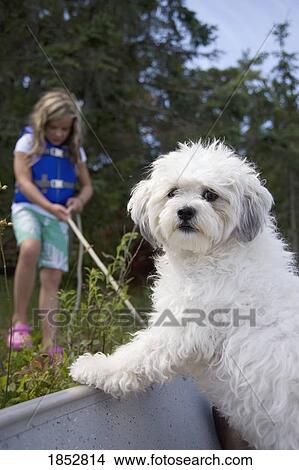 Lake of the Woods, Lulu, Ontario, Canada; Little girl with little white dog View Large Photo Image Picture - Lake of the Woods, Lulu, Ontario, Canada; Little girl with little white dog . Fotosearch