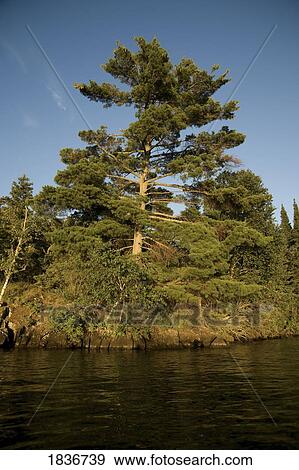 Lake of the Woods, Ontario, Canada; Forest along the shore of a lake View Large Photo Image Stock Photo - Lake of the Woods, Ontario, Canada; Forest along the shore of a lake. Fotosearch