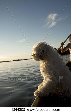 Lake Of The Woods, Ontario, Canada; White dog standing in row boat on lake View Large Photo Image Stock Photo - Lake Of The Woods, Ontario, Canada; White dog standing in row boat on lake. Fotosearch