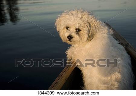 Stock Photo - Lake Of The Woods, Ontario, Canada; White dog standing in row boat on lake. Fotosearch