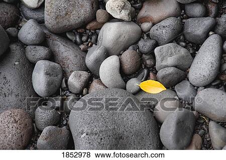 Leaf and rocks; yellow leaf among the rocks View Large Photo Image Stock Photo - Leaf and rocks; yellow leaf among the rocks. Fotosearch