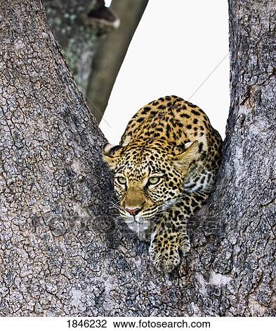 Leopard (Panthera pardus) View Large Photo Image Stock Image - Leopard (Panthera pardus) . Fotosearch