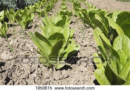 Lettuce in a garden View Large Photo Image Stock Photography - Lettuce in a garden. Fotosearch