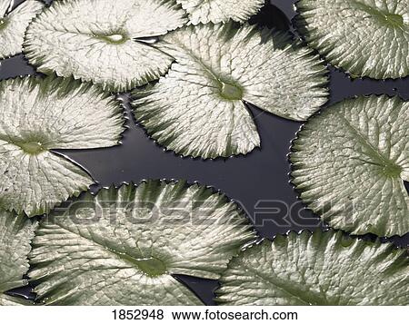 Lily pads; Lily pads on water View Large Photo Image Stock Photo - Lily pads; Lily pads on water. Fotosearch