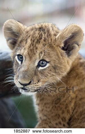 Lion Cub; Close up of lion cub's face View Large Photo Image Stock Photo - Lion Cub; Close up of lion cub's face. Fotosearch