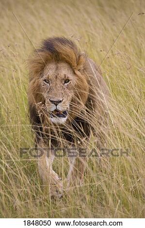 Stock Image - Lion (Panthera leo); Masai Mara National Reserve, Kenya, Africa. Fotosearch
