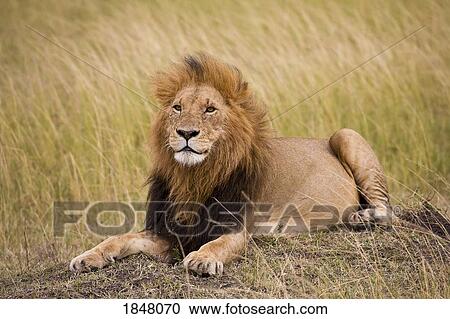 Lion (Panthera Leo), Masai Mara National Reserve, Kenya, Africa; Lion lying down View Large Photo Image Stock Image - Lion (Panthera Leo), Masai Mara National Reserve, Kenya, Africa; Lion lying down. Fotosearch