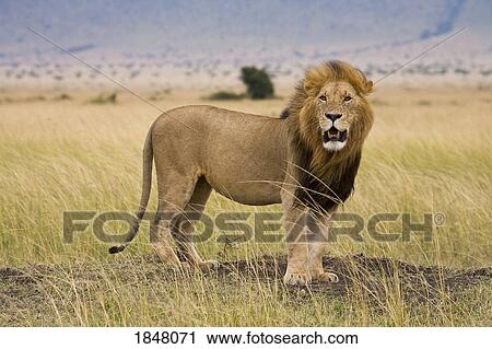 Lion (Panthera Leo), Masai Mara National Reserve, Kenya, Africa; Lion growling View Large Photo Image Stock Image - Lion (Panthera Leo), Masai Mara National Reserve, Kenya, Africa; Lion growling. Fotosearch