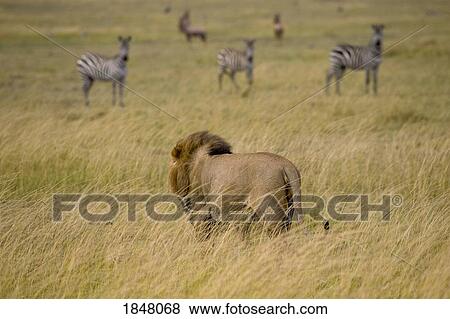 Lion (Panthera Leo), Masai Mara National Reserve, Kenya, Africa; Male lion watching zebras View Large Photo Image Stock Photo - Lion (Panthera Leo), Masai Mara National Reserve, Kenya, Africa; Male lion watching zebras. Fotosearch