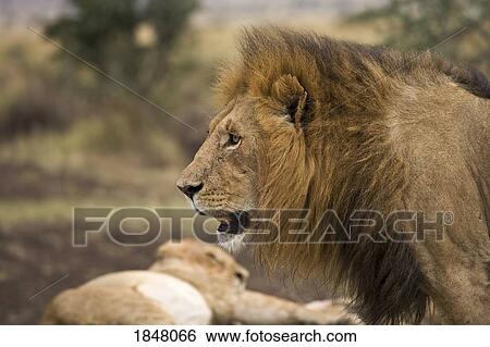 Lion (Panthera Leo), Masai Mara National Reserve, Kenya, Africa; Profile of lion View Large Photo Image Stock Photograph - Lion (Panthera Leo), Masai Mara National Reserve, Kenya, Africa; Profile of lion. Fotosearch