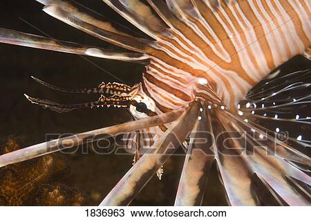 Lionfish (Pterios volitans), Dumaguete, s Oriental Island, Philippines, Southeast Asia View Large Photo Image Stock Image - Lionfish (Pterios volitans), Dumaguete, s Oriental Island, Philippines, Southeast Asia . Fotosearch