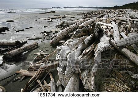 Long Beach, Pacific Rim National Park, Vancouver Island, British Columbia, Canada; driftwood along the beach View Large Photo Image Picture - Long Beach, Pacific Rim National Park, Vancouver Island, British Columbia, Canada; driftwood along the beach. Fotosearch