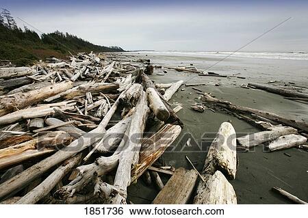 Long Beach, Pacific Rim National Park, Vancouver Island, British Columbia, Canada; driftwood along the beach View Large Photo Image Stock Photograph - Long Beach, Pacific Rim National Park, Vancouver Island, British Columbia, Canada; driftwood along the beach. Fotosearch