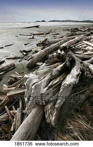 Stock Photography - Long Beach, Pacific Rim National Park, Vancouver Island, British Columbia, Canada; driftwood along the beach. Fotosearch