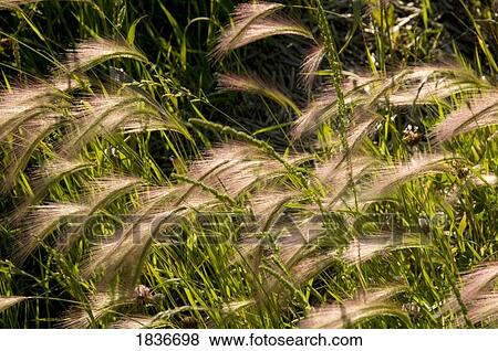 Long grass View Large Photo Image Stock Photo - Long grass. Fotosearch