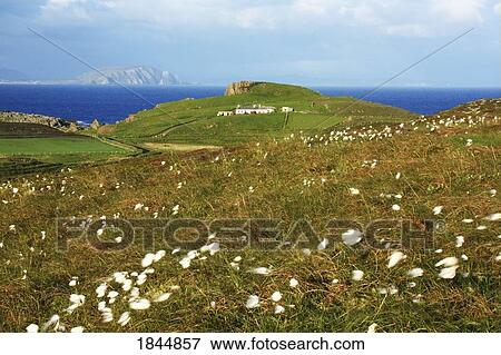 Stock Photo - Malin Head, Inishowen Peninsula, County Donegal, Ireland, Bogcotton. Fotosearch