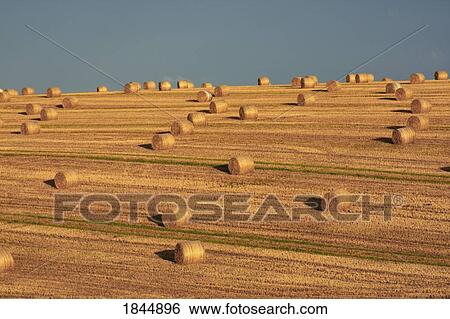 Mallow, Co Cork, Ireland; Hay bales after harvest View Large Photo Image Stock Photograph - Mallow, Co Cork, Ireland; Hay bales after harvest. Fotosearch