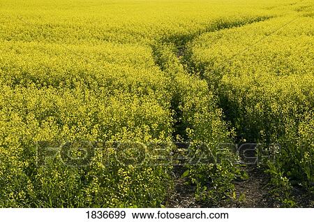 Manitoba, Canada: Crops View Large Photo Image Stock Photo - Manitoba, Canada: Crops. Fotosearch