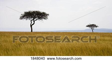 Stock Image - Masai Mara, Kenya, Africa; Acacia trees . Fotosearch