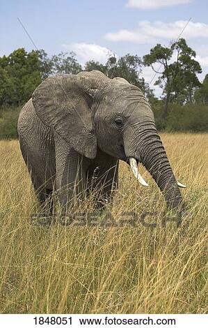 Stock Image - Masai Mara, Kenya, Africa; African Elephant in long grass. Fotosearch