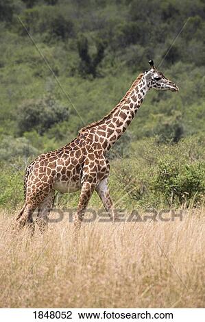 Stock Image - Masai Mara, Kenya, Africa; Rothschild Giraffe in grass . Fotosearch