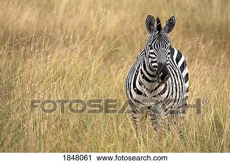 Masai Mara, Kenya; Burchell's Zebra in long grass View Large Photo Image Stock Image - Masai Mara, Kenya; Burchell's Zebra in long grass. Fotosearch