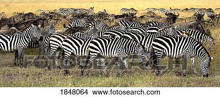 Picture - Masai Mara, Kenya; Herd of Burchell's Zebra and wildebeest. Fotosearch