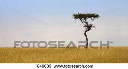 Stock Photo - Masai Mara, Kenya; Lone acacia tree . Fotosearch
