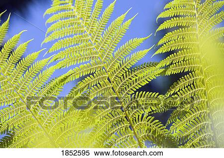 Maui, Hawaii, USA; Fern detail View Large Photo Image Stock Photography - Maui, Hawaii, USA; Fern detail. Fotosearch