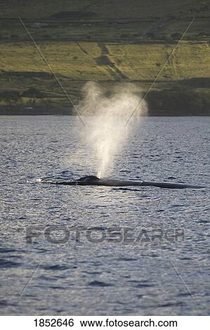 Maui, Hawaii, USA; Whale blowing water View Large Photo Image Stock Photograph - Maui, Hawaii, USA; Whale blowing water . Fotosearch