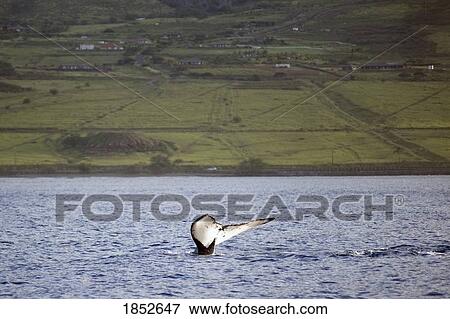 Maui, Hawaii, USA; Whale tail View Large Photo Image Stock Photo - Maui, Hawaii, USA; Whale tail. Fotosearch