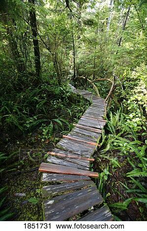 Stock Image - Meares Island, British Columbia, Canada; a cedar boardwalk. Fotosearch